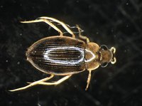 藏品(蚜蟲)的圖片